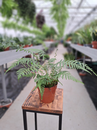 PAPROĆ DICKSONIA ANTARCTICA P12