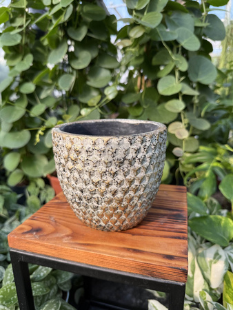 OSŁONKA ELVIRA OLD GOLD P14