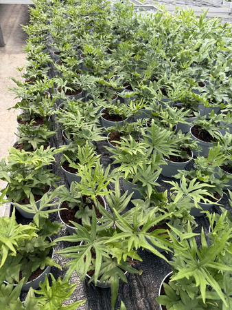 PAPROĆ DORYOPTERIS PEDATA P13