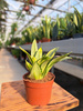 SANSEVIERIA HAHNII P9