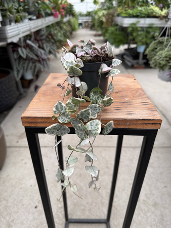 CEROPEGIA WOODI  VARIEGATA P8,5