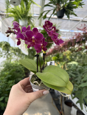 PHALENOPSIS AROMIO FRUITY MINI P7