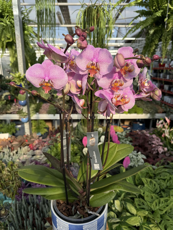 PHALENOPSIS MARVELLOUS RÓŻ NAKRAPIANY P17