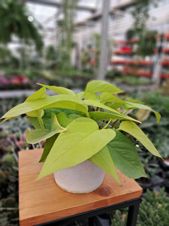 EPIPREMNUM GOLDEN POTHOS P13