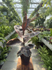 FICUS ELACTICA BELIZE P17