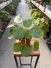 PILEA - PIENIĄŻEK SUGAR P13