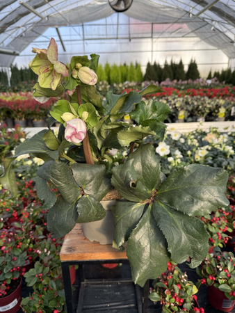 CIEMIERNIK GC ICE PICOTEE P17