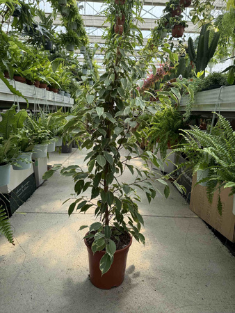 FICUS BENJAMININA GOLDEN KING P21