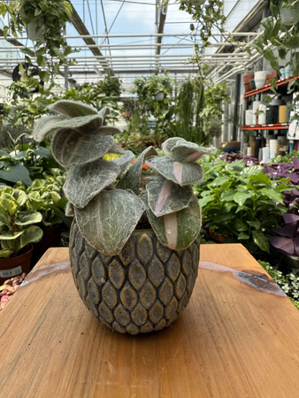 OSŁONKA CERAMICZNA ŁUSKA MAŁA