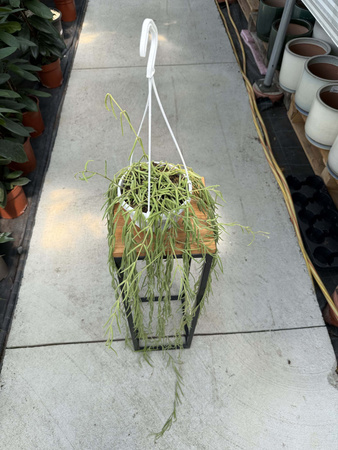 HOYA LINEARIS P14