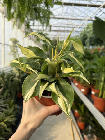PHILODENDRON SCANDENS RIO P12