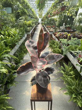 FICUS ELACTICA BELIZE P17