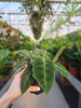 CALATHEA WARSCEWICZI P10