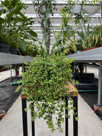 PEPEROMIA ISABELLE P14