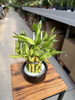 DRACENA LUCKY BAMBOO P9