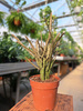 EUPHORBIA PLATYODIA P12