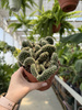 OPUNTIA P12