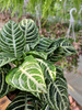 APHELANDRA SQUARROSA P12
