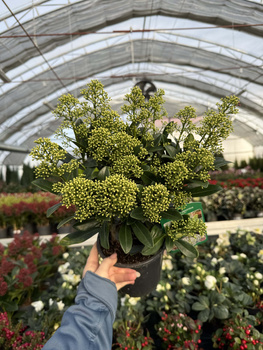 SKIMMIA FINCHY P15