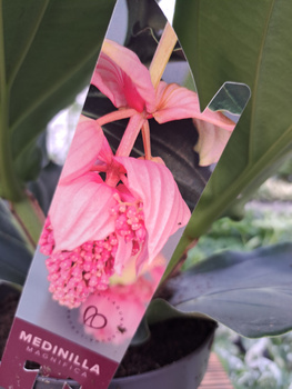 MEDINILLA MAGNIFICATA P17