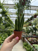 STAPELIA LEENDERTZIAE P5,5
