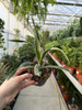 YUCCA GLORIOSA VARIEGATA P9