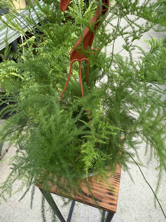 ASPARAGUS PLUMOSUS P17