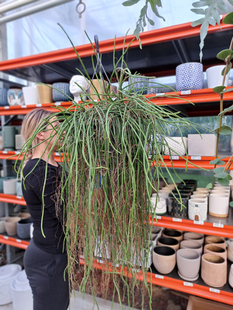 EPIPHYLLUM WERCKLEY P25