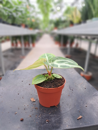 ANTHURIUM SILVER BLUSH P6