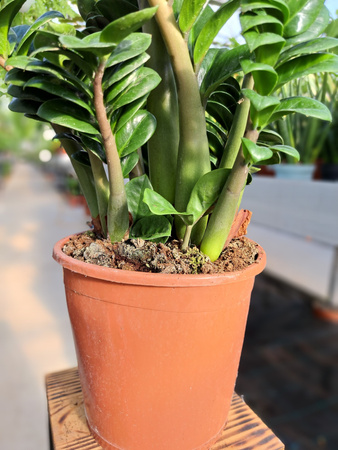 ZAMIOCULCAS ZENZI P21