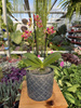 PHALENOPSIS LIMITED 11 P12