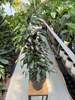 FICUS BENJAMINA DANIELLE P17