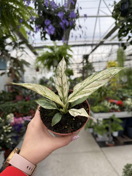 SPATHIPHYLLUM SENSATION VARIEGATA P10,5