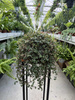 PILEA GLAUCA P16