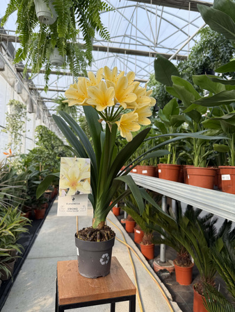 CLIVIA P13 CITINA