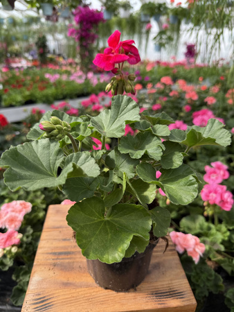 PELARGONIA STOJĄCA CIEMNORÓŻOWA ZESTAW 6 SZTUK