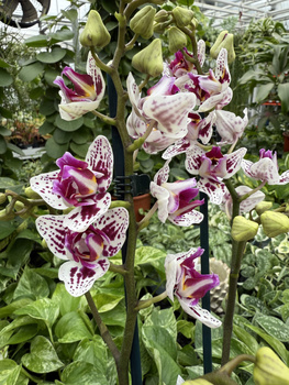 PHALENOPSIS LIMITED 49 P12