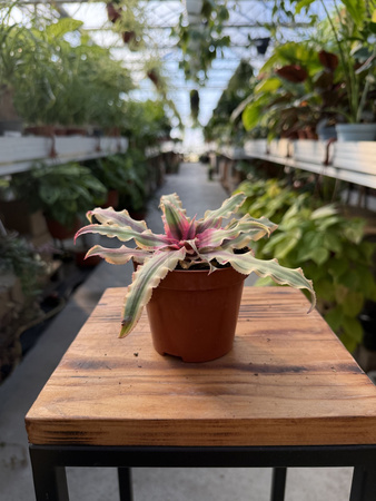 CRYPTANTHUS ZONANTUS P9