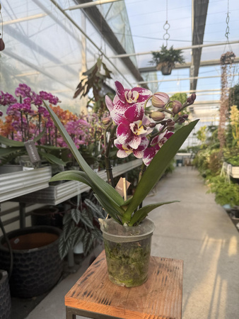 PHALENOPSIS MULTIFLORA TYPES RED SPIRIT RED P12