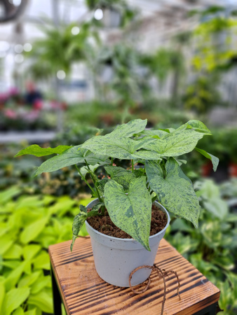 SYNGONIUM MOTTLED P13