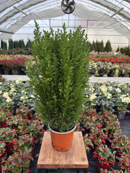 CYPRYSIK LAWSONA ELLWOODII P13