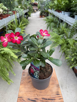 ADENIUM OBESUM RED P13