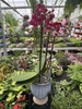 PHALENOPSIS RED LION P12
