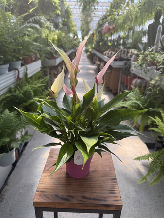 ANTHURIUM LILI PINK P9