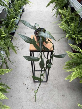 EPIPREMNUM AMPLISSIUM SILVER P12