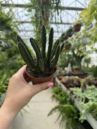 STAPELIA LEENDERTZIAE P8