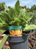 RUDBECKIA SUMMERDAISY'S GOLDEN TOFFEE C3