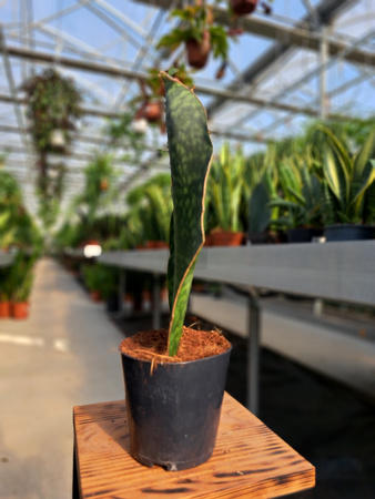 SANSEVIERIA MASONIANA WAVE FIN P10
