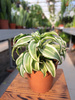 DRACENA KANZI P12