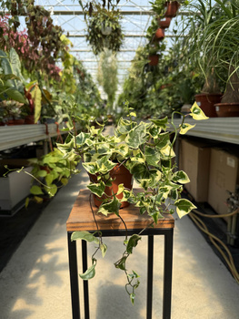 SENECIO VARIEGATUS P12